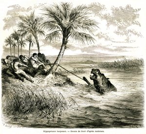 Jagd am Fluss Teoghe, einem Nebenfluss des Ngami. Flusspferd-Harpune. Gravur von Gustave Doré, die die Abenteuer und Jagden des Reisenden Charles-Jean Anderson im südlichen Afrika illustriert, veröffentlicht im Journal Le Tour du Monde