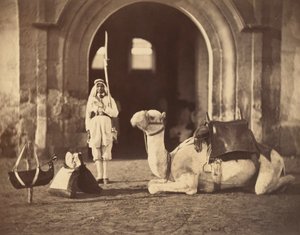 Kamel, das liegt, ca. 1866 (Fotogravur)