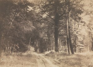 Weg im Wald von Fontainebleau