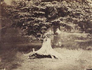 Die Buche, ca. 1855-7 (s/w Foto)