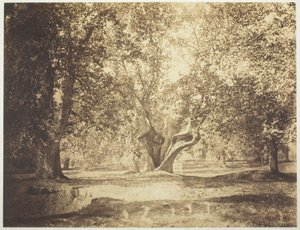 Baum, Wald von Fontainebleau