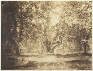 Baum, Wald von Fontainebleau, ca. 1856