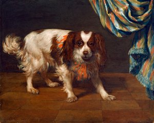 Ein King Charles Spaniel