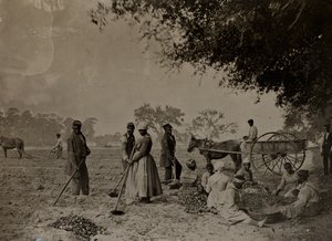 Süßkartoffeln pflanzen, Hopkinsons Plantage, Edislo Island, South Carolina, 1862 von H.P. Moore