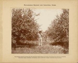 Apfelgarten, nahe Cedar Gap, Missouri