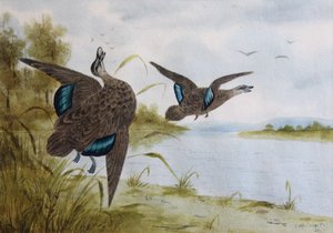 Pazifische Schwarzenten von H. H. Calvert