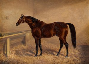 Wenlock: Ein Rennpferd in einer Box, ca. 1881-1903