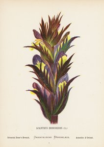 Wildblumen des Heiligen Landes: Acanthus Dioscoridis; Orientalischer Bärenklau von Hannah Zeller