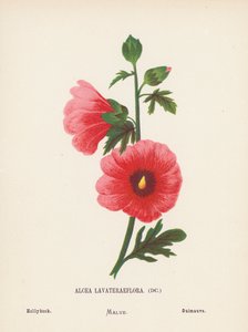 Wildblumen des Heiligen Landes: Alcea Lavateraeflora; Stockrose