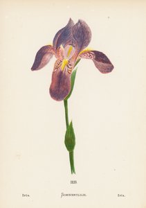 Wildblumen des Heiligen Landes: Iris
