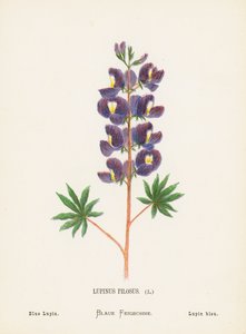 Wildblumen des Heiligen Landes: Lupinus Pilosus; Blauer Lupin (farbige Gravur) von Hannah Zeller