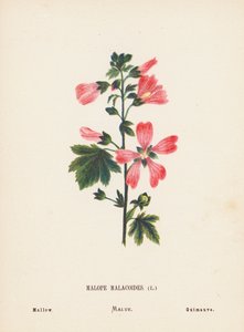 Wildblumen des Heiligen Landes: Malope Malacoides; Malve