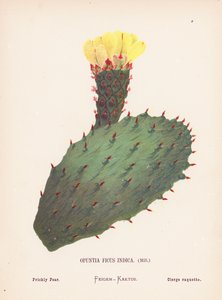 Wildblumen des Heiligen Landes: Opuntia Ficus Indica, Mill; Feigenkaktus von Hannah Zeller