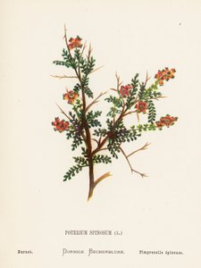Wildblumen des Heiligen Landes: Poterium Spinosum; Wiesenknopf von Hannah Zeller