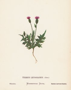 Wildblumen des Heiligen Landes: Tyrimnus Leucographus, Cass; Distel