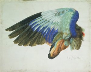 Der rechte Flügel eines Blauracken