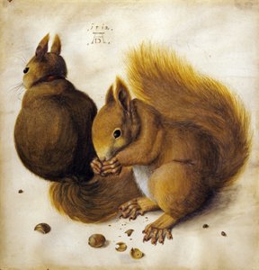 Zwei Eichhörnchen