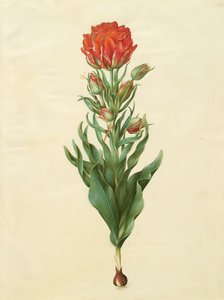 Tulipa gesneriana aus dem Album Gottorfer Codex, ca. 1650