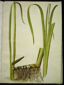 Acorus calamus (gewöhnlicher Kalmus) von Hans Simon Holtzbecker