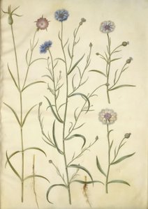 Agrostemma githago (Gewöhnliche Kornrade); Centaurea cyanus (Kornblume) von Hans Simon Holtzbecker