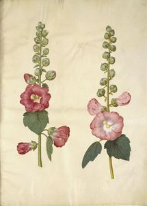 Alcea rosea (Stockrose)