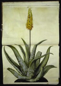 Aloe vera (Echte Aloe)