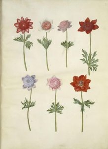 Anemone coronaria (Kronenanemone) von Hans Simon Holtzbecker