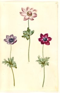 Anemone coronaria (Französische Anemone)