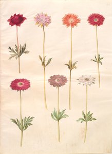 Anemone coronaria (französische Anemone); Anemone ×fulgens (glänzende Anemone)