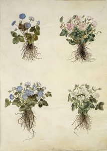 Leberblümchen (blaue Anemone) von Hans Simon Holtzbecker