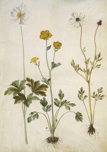 Sommer-Anemone; Seiden-Hahnenfuß; Garten-Hahnenfuß von Hans Simon Holtzbecker