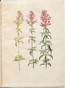 Antirrhinum majus (Garten-Löwenmaul)