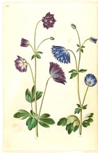 Aquilegia vulgaris (Gemeine Akelei)