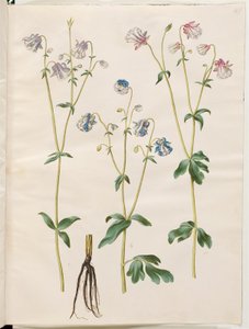 Aquilegia vulgaris (Gewöhnliche Akelei) von Hans Simon Holtzbecker
