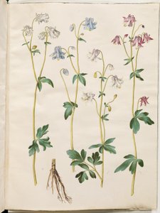 Aquilegia vulgaris (Gewöhnliche Akelei) von Hans Simon Holtzbecker