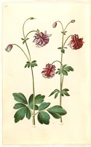 Akelei (Aquilegia vulgaris)
