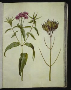 Asclepias incarnata (Rosen-Seidenpflanze)