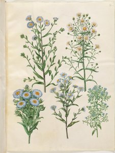 Aster amellus; Symphyotrichum novi-belgii; Symphyotrichum novae-angliae; Symphyotrichum dumosum; Symphyotrichum ericoides