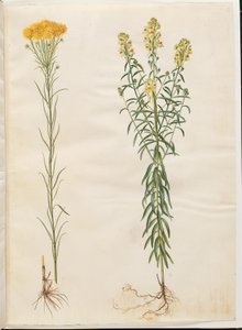 Aster linosyris (Goldhaar-Aster); Linaria vulgaris (Gewöhnliches Leinkraut) von Hans Simon Holtzbecker