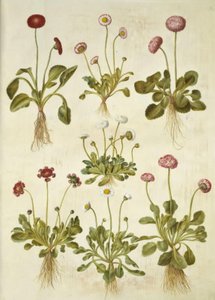 Bellis perennis (Gänseblümchen)