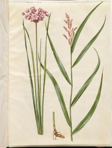 Butomus umbellatus (Brautkerze); Phragmites australis (Schilfrohr) von Hans Simon Holtzbecker