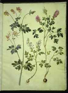 Capnoides sempervirens (Harlekinurt); Corydalis solida (Langstielige Lerchensporn)