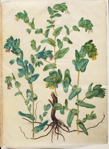 Große Wachsblume von Hans Simon Holtzbecker