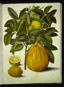 Citrus limon (gewöhnliche Zitrone); Citrus maxima (Pampelmuse) von Hans Simon Holtzbecker