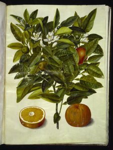 Citrus sinensis (Orange) von Hans Simon Holtzbecker