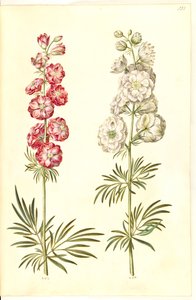 Consolida ajacis (Garten-Rittersporn)