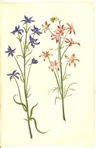 Consolida regalis (Korn-Rittersporn)