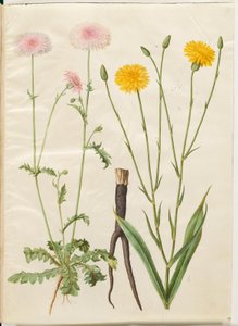 Crepis rubra (rote Habichtskraut); Scorzonera hispanica (Garten-Schwarzwurzel) von Hans Simon Holtzbecker