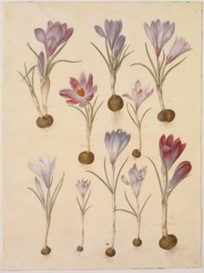 Crocus vernus (Frühlings-Krokus) von Hans Simon Holtzbecker