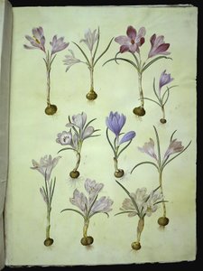 Crocus vernus (Frühlings-Krokus) von Hans Simon Holtzbecker